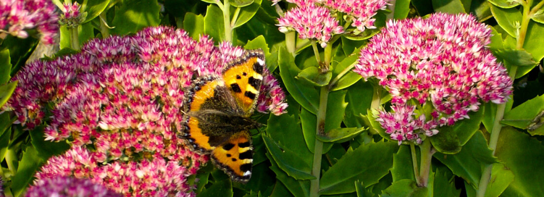 Hoe lok je vlinders naar je tuin? - Hoe lok je vlinders naar je tuin?