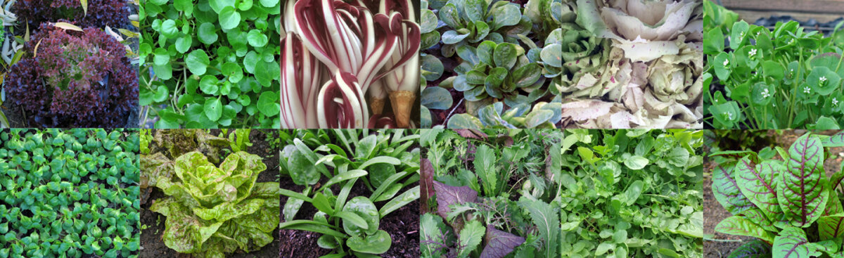 Verse groene salade in de sneeuw en kou - wintersla - Verse groene salade in de sneeuw en kou - wintersla