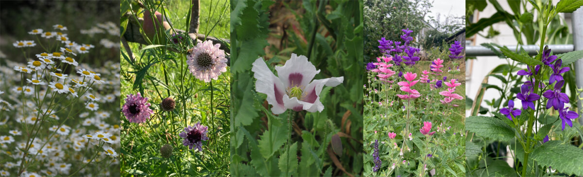 Coole Flowers: de coole truc voor je bloementuin - Cool Flowers: De coole truc voor je bloementuin en wat erachter zit