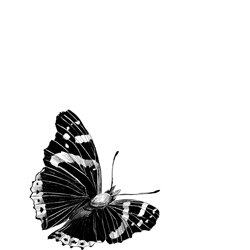 Schmetterling