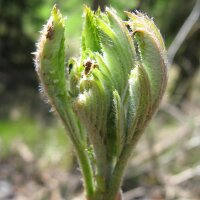 Gewone vlier (Sambucus nigra) zaden