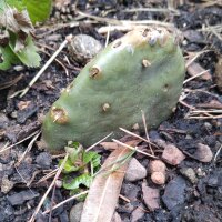 Lage cactusvijg (Opuntia humifusa) zaden