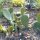 Lage cactusvijg (Opuntia humifusa) zaden