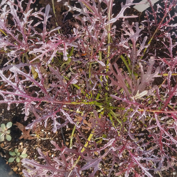 Blad mosterd Rouge Metis (Brassica juncea) bio zaad