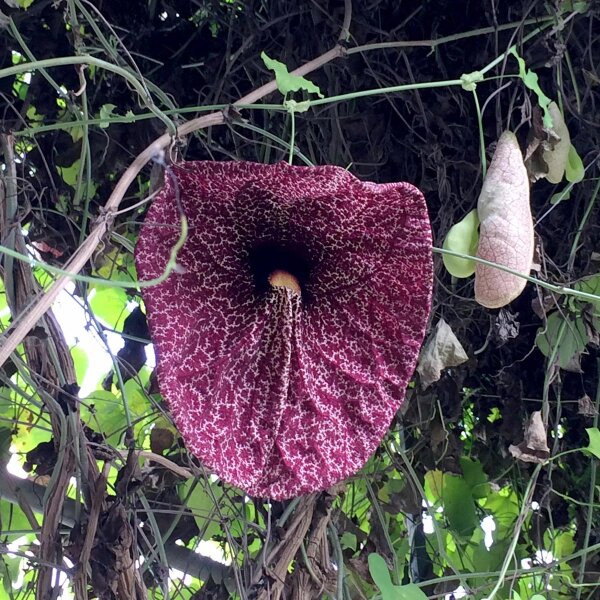 Spookplant (Aristolochia littoralis) zaden