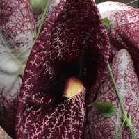 Spookplant (Aristolochia littoralis) zaden