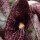 Spookplant (Aristolochia littoralis) zaden