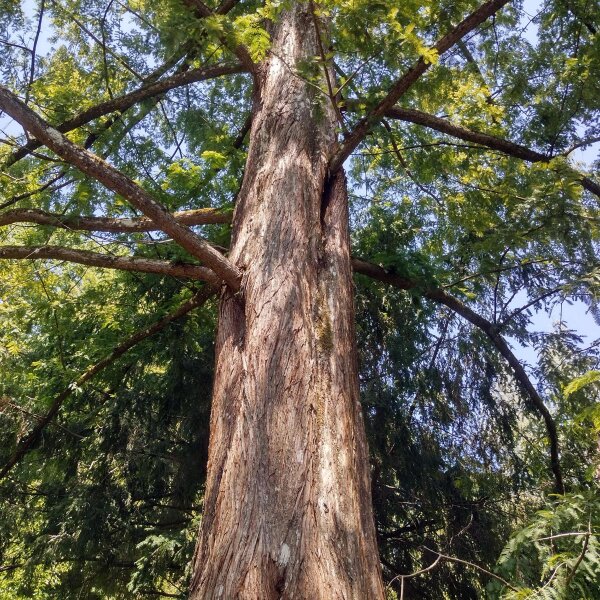 Mammoetboom (Sequoiadendron giganteum) zaden