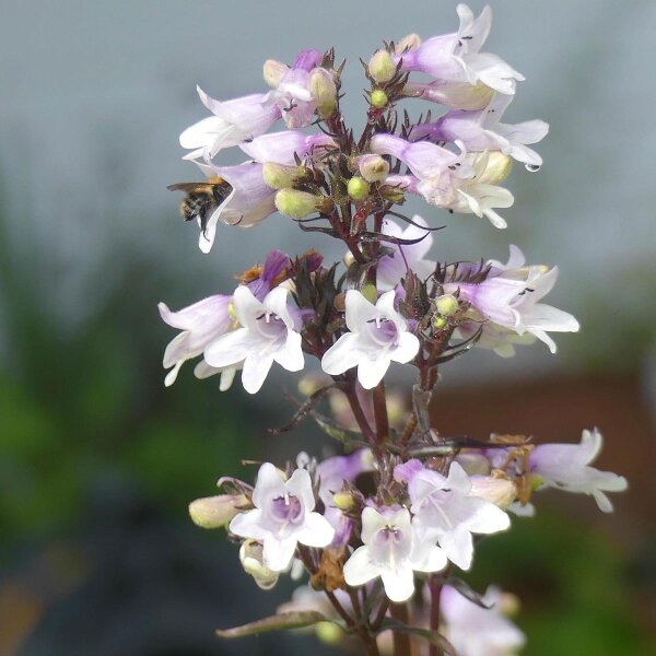 Slangenkop Mystica (Penstemon digitalis) zaden