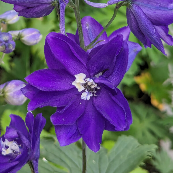 Pacifische hoge ridderspoor Magic Fountains-Dark Blue Dark Bee (Delphinium cultorum) zaden