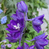 Pacifische hoge ridderspoor Magic Fountains-Dark Blue Dark Bee (Delphinium cultorum) zaden