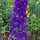 Pacifische hoge ridderspoor Magic Fountains-Dark Blue Dark Bee (Delphinium cultorum) zaden