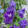 Pacifische hoge ridderspoor Magic Fountains-Dark Blue Dark Bee (Delphinium cultorum) zaden