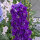 Pacifische hoge ridderspoor Magic Fountains-Dark Blue Dark Bee (Delphinium cultorum) zaden