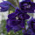 Pacifische hoge ridderspoor Magic Fountains-Dark Blue Dark Bee (Delphinium cultorum) zaden