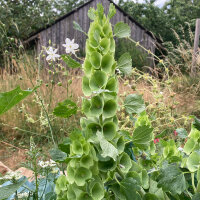 Klokken van Ierland (Moluccella laevis) zaden