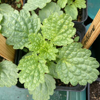 Klokken van Ierland (Moluccella laevis) zaden