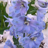 Pacifische hoge ridderspoor Magic Fountains-Sky Blue, White Bee (Delphinium cultorum) zaden