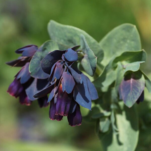 Blauw Wasbloempje / Grote Wasbloem Blue (Cerinthe major) zaden