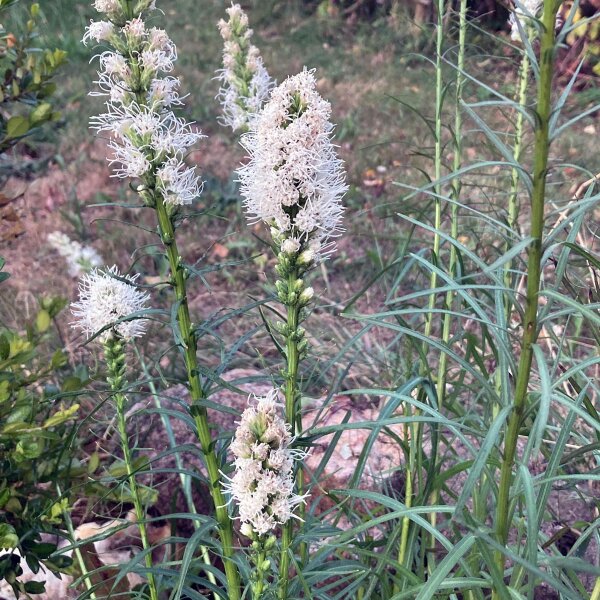 Witte liatris (Liatris spicata) zaden