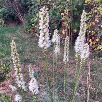 Witte liatris (Liatris spicata) zaden