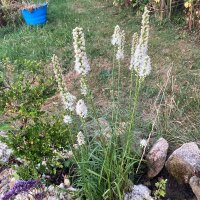 Witte liatris (Liatris spicata) zaden