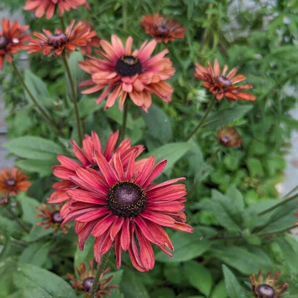 Ruige rudbeckia Sahara (Rudbeckia hirta)