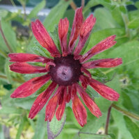 Ruige rudbeckia Sahara (Rudbeckia hirta)