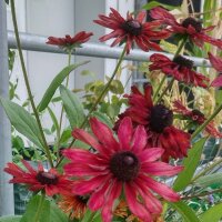 Ruige rudbeckia Sahara (Rudbeckia hirta)