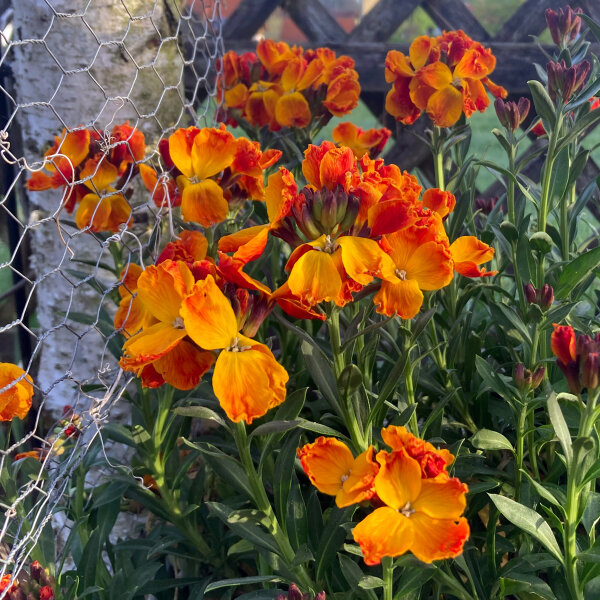 Muurbloem Goliath Brown (Erysimum cheiri) zaden