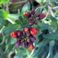 Muurbloem Goliath Brown (Erysimum cheiri) zaden