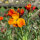 Muurbloem Goliath Brown (Erysimum cheiri) zaden