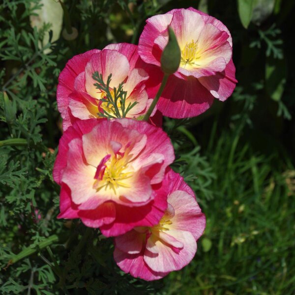 Californische goudpapaver Rose Chiffon (Eschscholzia californica) zaden