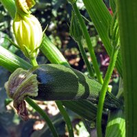 Groente voor beginners op het balkon en in de tuin (bio) – zaad set