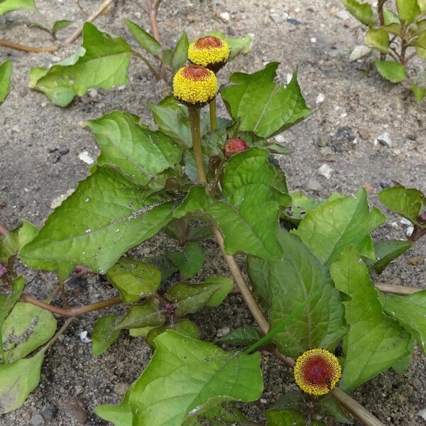 Champagneblad / Jambú (Spilanthes oleracea) zaden