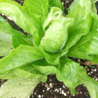 Radicchio Palla Rossa (Cichorium intybus var. foliosum) zaden