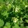 Erwtenwikke (Vicia pisiformis) zaden