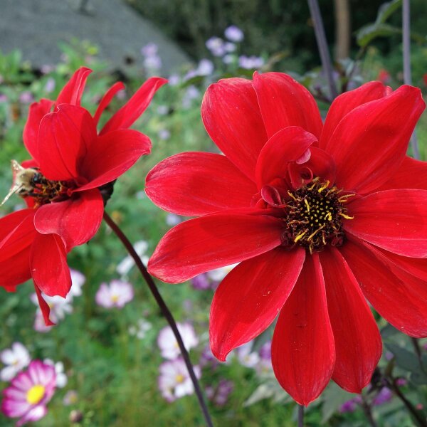 Dahlia (Dahlia variabilis) zaden