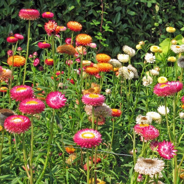 Goud-strobloem / tuin-strobloem (Xerochrysum bracteatum) zaden