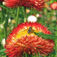 Goud-strobloem / tuin-strobloem (Xerochrysum bracteatum) zaden