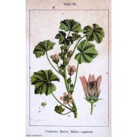 Klein kaasjeskruid (Malva neglecta) bio zaad