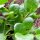 Komatsuna (Brassica rapa var. perviridis) zaden