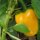 Gele paprika Quadrato Dasti Giallo (Capsicum annuum) zaden