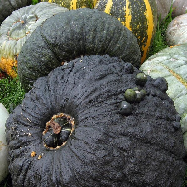 Pompoen Marina di Chioggia (Cucurbita maxima zaden