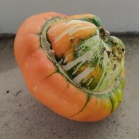 Bisschopshoed/ tulband-pompoen (Cucurbita maxima) zaden