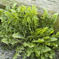 Cultuur paardenbloem (Taraxacum officinale) zaden