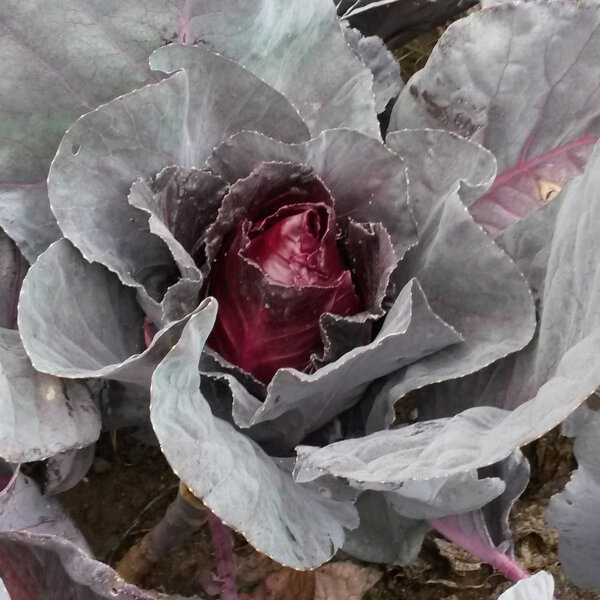 Rode spitskool Kalibos (Brassica oleracea) zaden