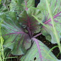 Rode spitskool Kalibos (Brassica oleracea) zaden