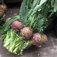 Paarse artisjok Violetto di Chioggia (Cynara scolymus) zaden