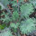 Boerenkool Rode Russische (Brassica napus var. pabularia) zaden